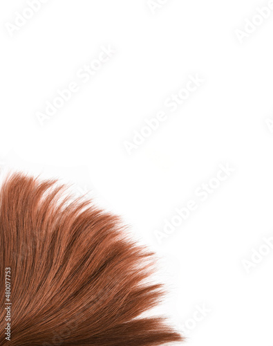 Brown hair natural , isolated on white background , beauty