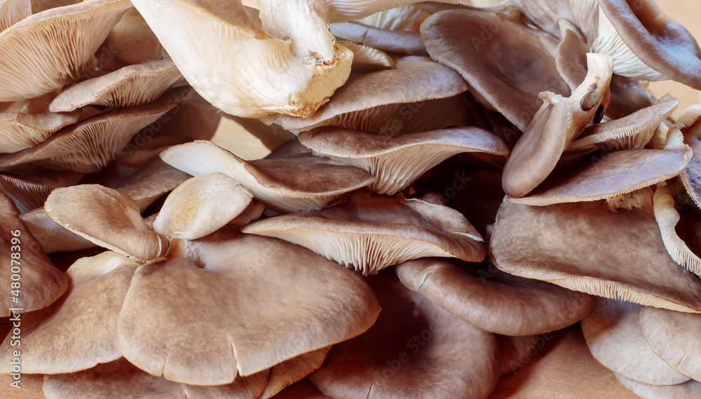 brown oyster mushroom background image