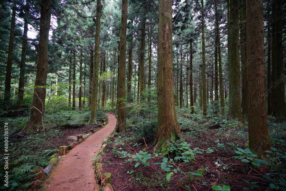 Fototapeta premium a fascinating cedar forest with pathway