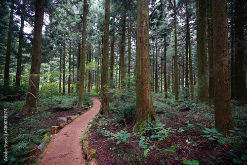 a fascinating cedar forest with pathway