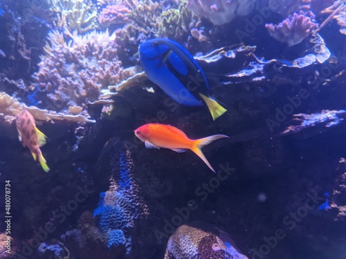 Fish Inside of Aquarium