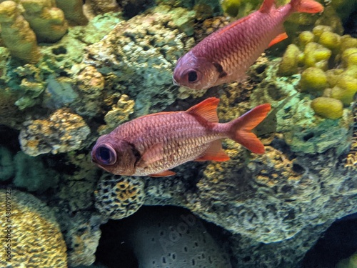 Colorful Red Mini Fish