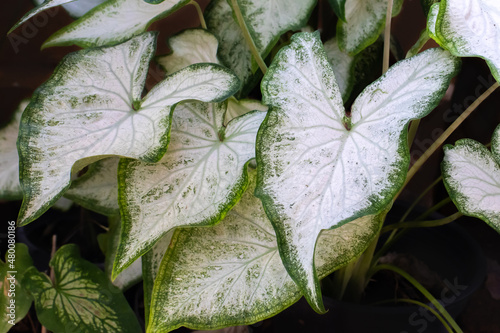 caladium, colocasia esculenta, bon tree,  has beautiful leaves with white spots on the leaves and green rim very popular