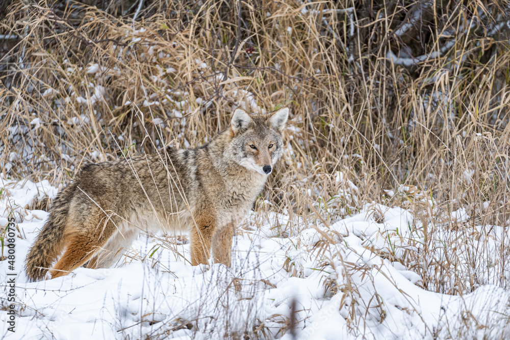 Fototapeta premium close up portrait of a beautiful coyote stand on heavy snow covered over field on an overcast day