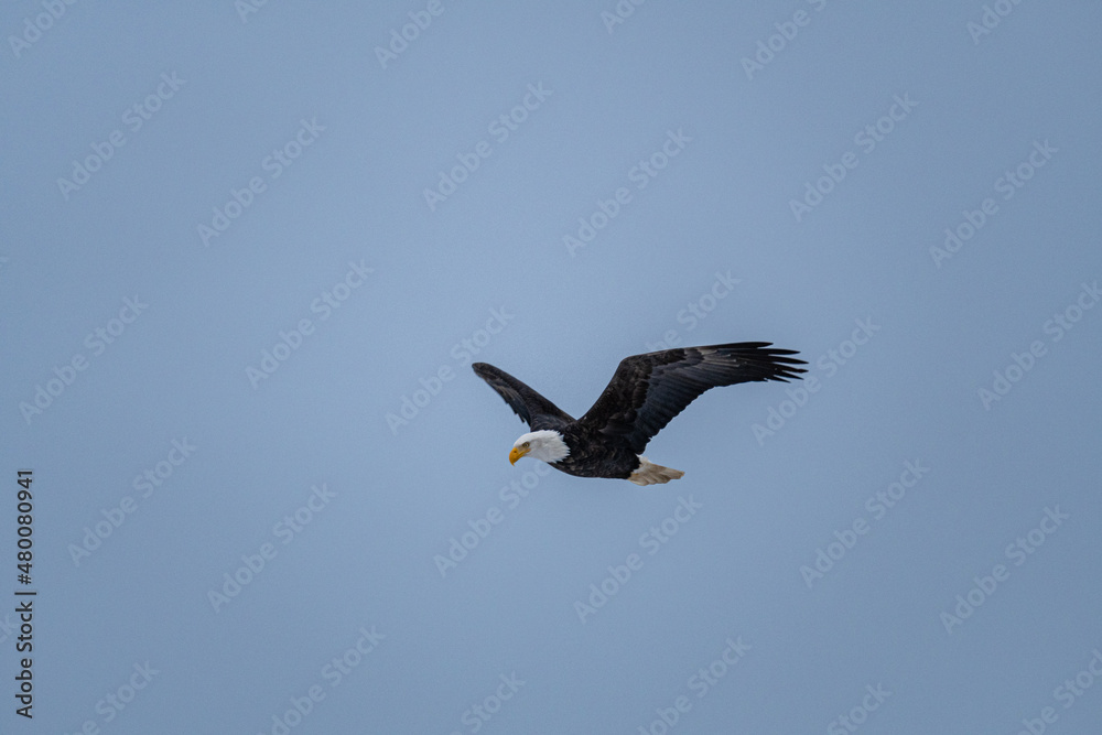 close up of a beautiful bald eagle fly under the overcast blue sky with wings wide open close up of a beautiful bald eagle fly under the overcast blue sky with wings wide open