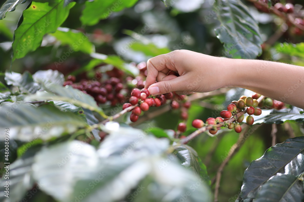 coffee beans Field Plantation hand picking in farm.harvesting Robusta and arabica coffee berries by agriculturist hands,Worker Harvest arabica coffee berries on its branch, harvest conce coffee beans Field Plantation hand picking in farm.harvesting Robusta and arabica coffee berries by agriculturist hands,Worker Harvest arabica coffee berries on its branch, harvest conce