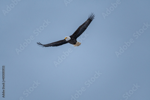 close up of a beautiful bald eagle fly under the overcast blue sky with wings wide open