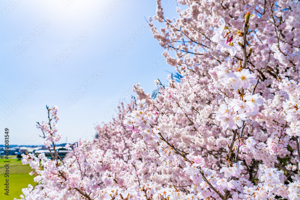日本の春 神奈川県南足柄 一の堰ハラネ春めき桜