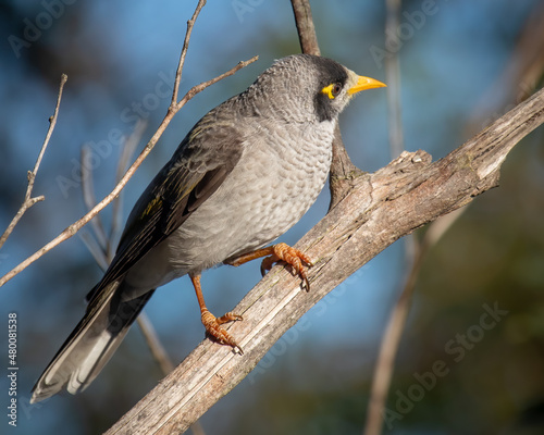 A Noisy Miner on the lookout for food.