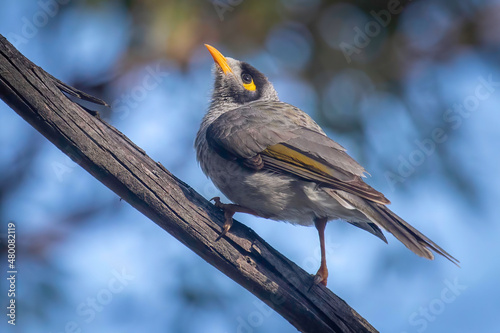A Noisy Miner on the lookout for food.