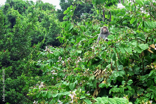Formosan rock macaque on the tree. © jimmy C.