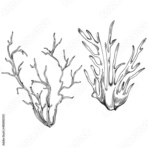 Сoral vector with engraving style illustration of logo or emblem for design seafood menu. Nautical design element