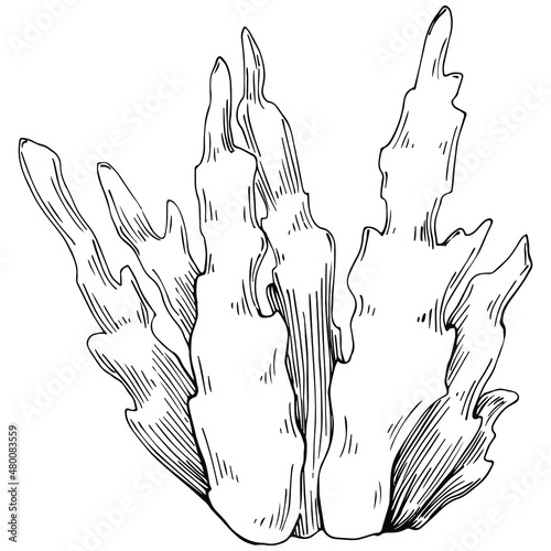 Сoral vector with engraving style illustration of logo or emblem for design seafood menu. Nautical design element
