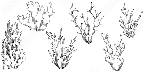 Сoral vector with engraving style illustration of logo or emblem for design seafood menu. Nautical design element