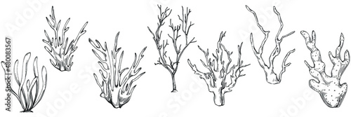 Сoral vector with engraving style illustration of logo or emblem for design seafood menu. Nautical design element