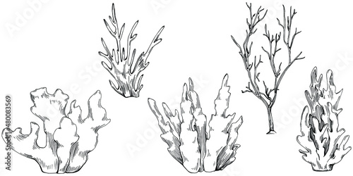 Сoral vector with engraving style illustration of logo or emblem for design seafood menu. Nautical design element