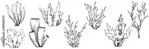 Сoral vector with engraving style illustration of logo or emblem for design seafood menu. Nautical design element