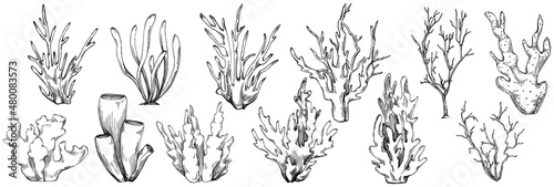 Сoral vector with engraving style illustration of logo or emblem for design seafood menu. Nautical design element