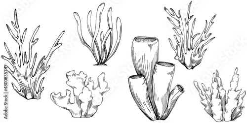 Сoral vector with engraving style illustration of logo or emblem for design seafood menu. Nautical design element