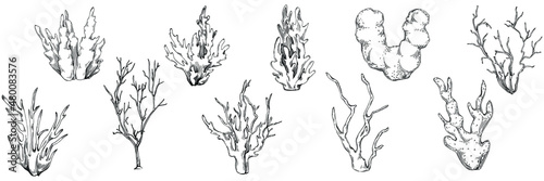 Сoral vector with engraving style illustration of logo or emblem for design seafood menu. Nautical design element