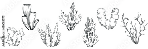 Сoral vector with engraving style illustration of logo or emblem for design seafood menu. Nautical design element