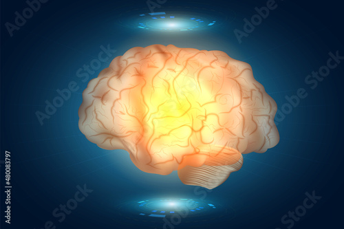 Human brain anatomy diagram. Sections of head brain on technology background. vector illustration