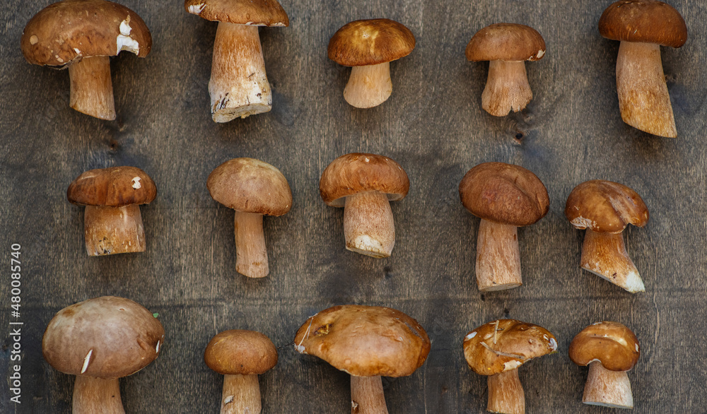 Porcini mushrooms lying on a dark wooden background in order in rows Porcini mushrooms lying on a dark wooden background in order in rows