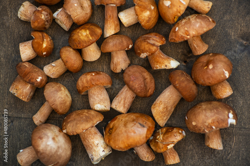 Porcini mushrooms lying on a dark wooden background in a scattered