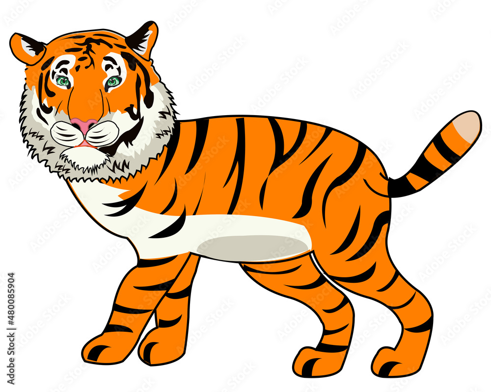Wildlife tiger on white background is insulated