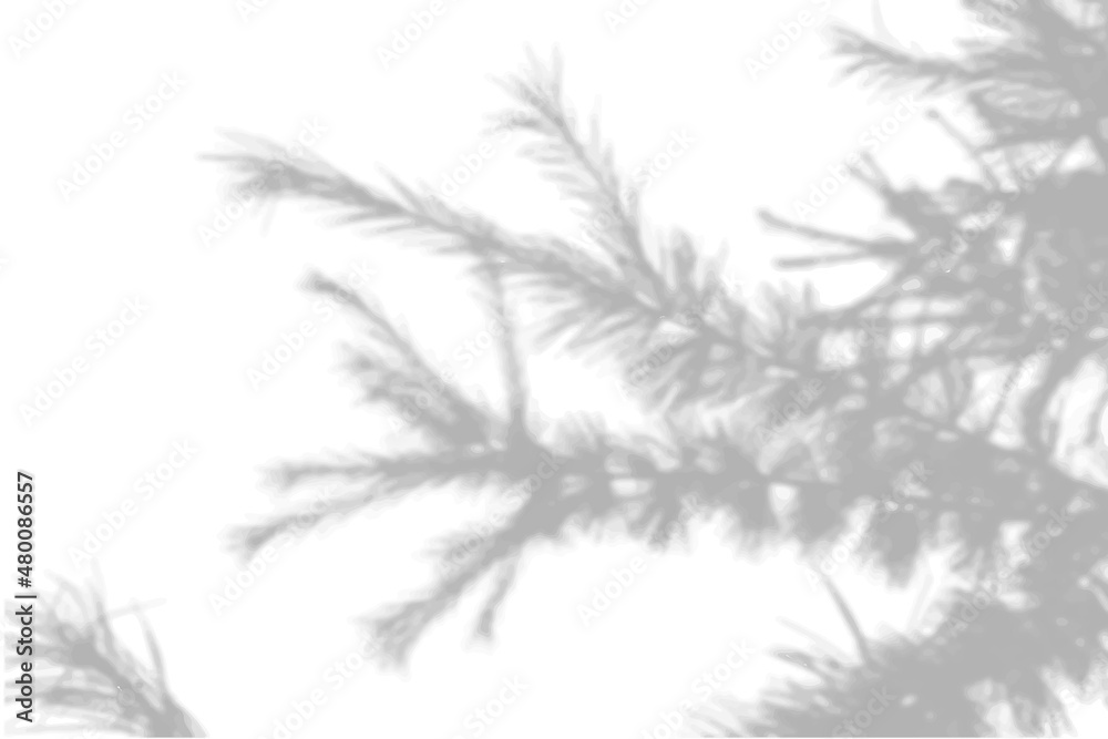 Summer background shadows from the foliage of a tree fir on a white ...