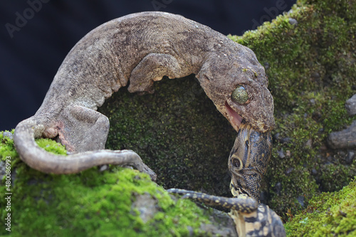 A Halmahera giant gecko (Gehyra marginata) is fighting a young monitor lizard (Varanus salvator). The battle between these two predators was won by the Halmahera giant gecko. 