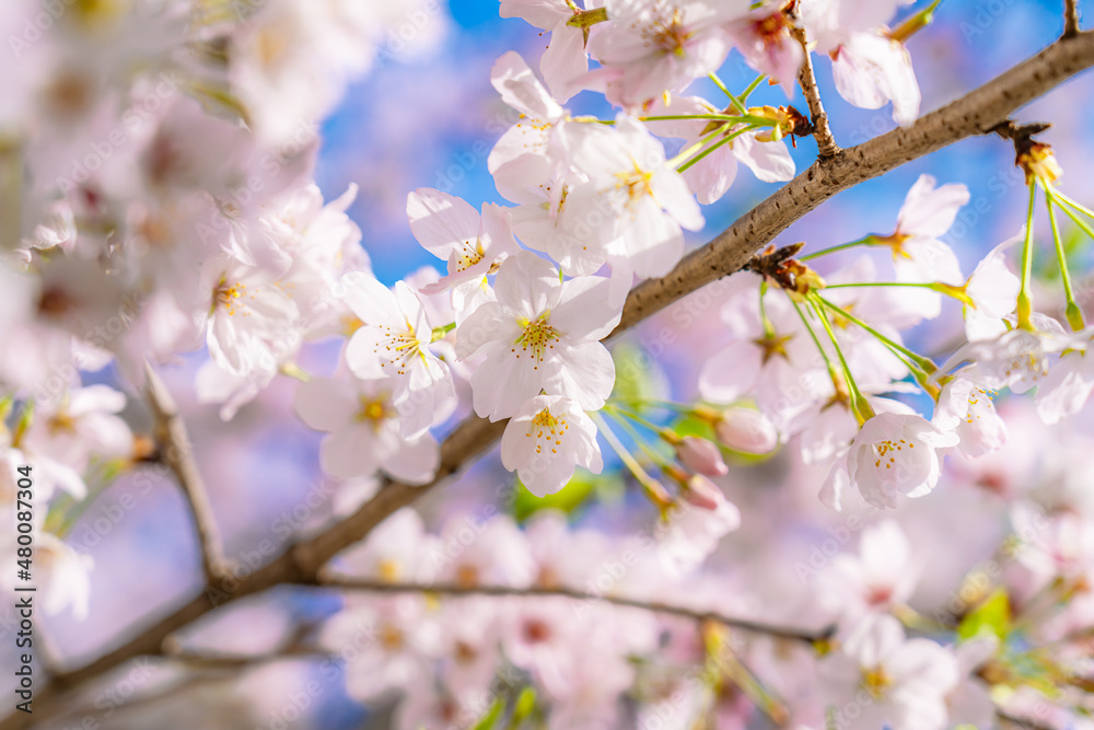 日本の春 埼玉幸手 幸手権現堂桜堤の桜並木