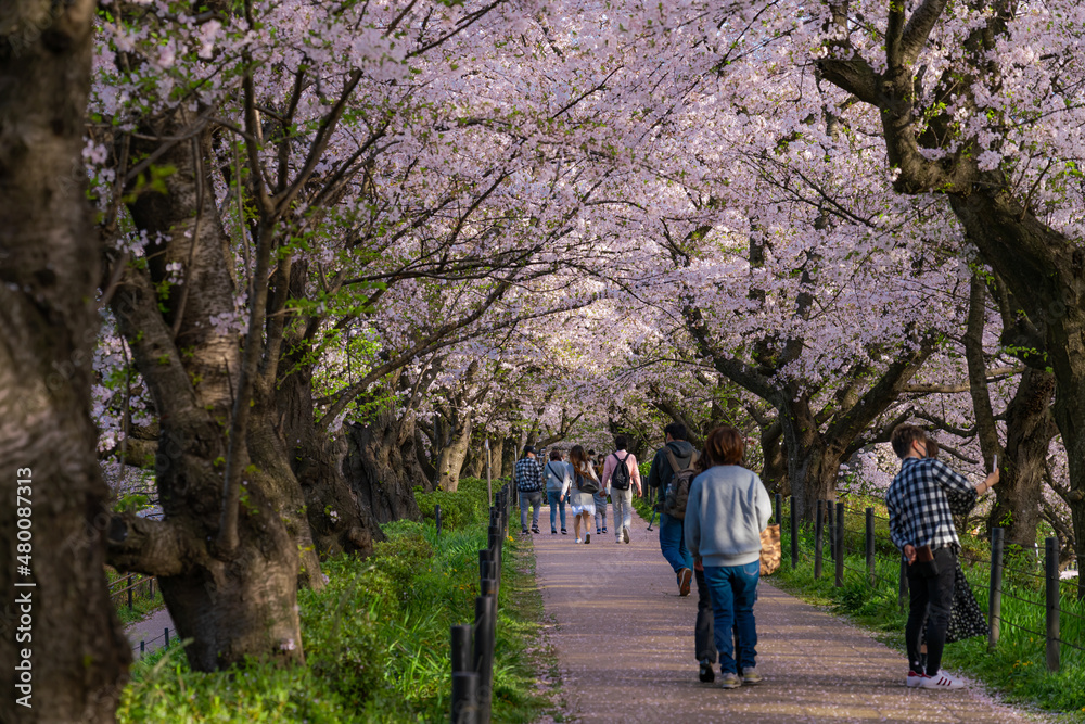 日本の春 埼玉幸手 幸手権現堂桜堤の桜並木