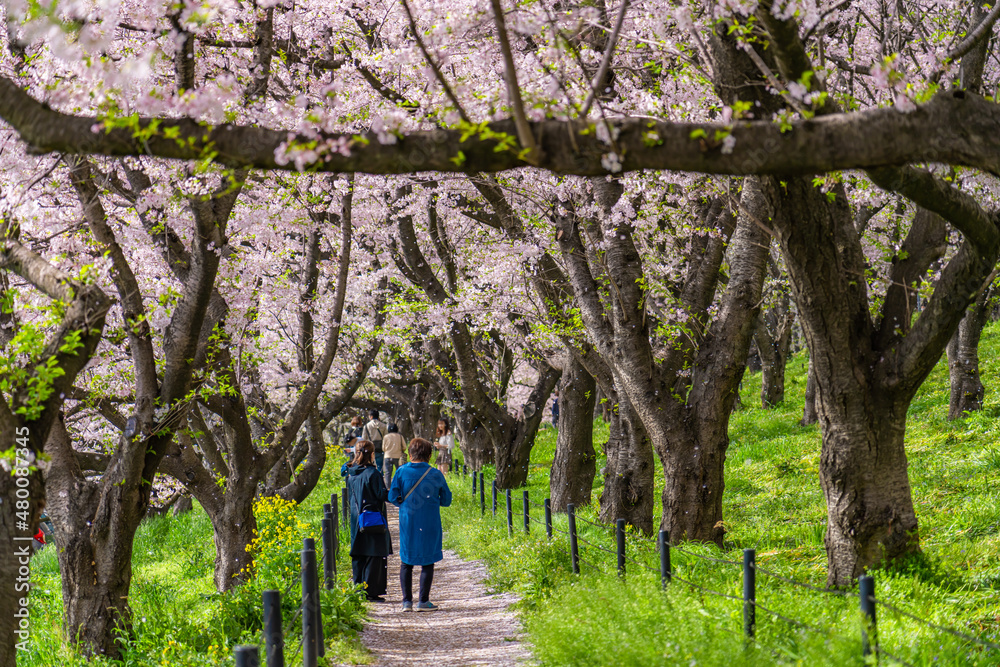 日本の春 埼玉幸手 幸手権現堂桜堤の桜並木