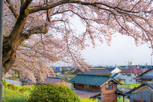 日本の春 埼玉幸手 幸手権現堂桜堤の桜並木 © AKI