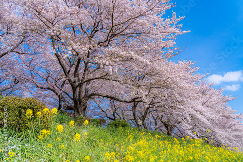 日本の春 埼玉幸手 幸手権現堂桜堤の桜並木