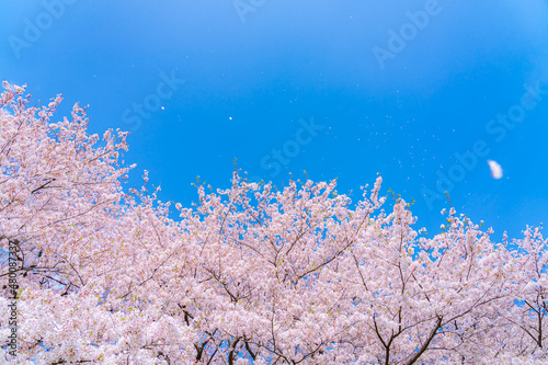 日本の春 埼玉幸手 幸手権現堂桜堤の桜並木