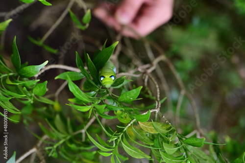 Green branch called Wrightia antidysenterica R.Br., have  large, green-eyed caterpillar clings to the top of the leaf. Daphnis nerii often camouflages like leaves to dodge enemies. (it eats very well) photo