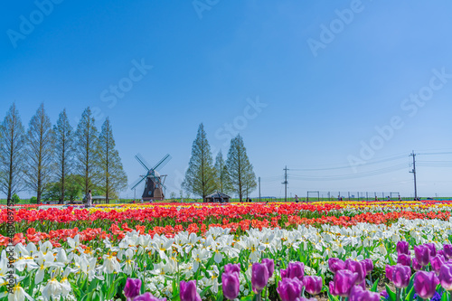 日本の春 千葉県柏市 あけぼの山農業公園のチューリップ