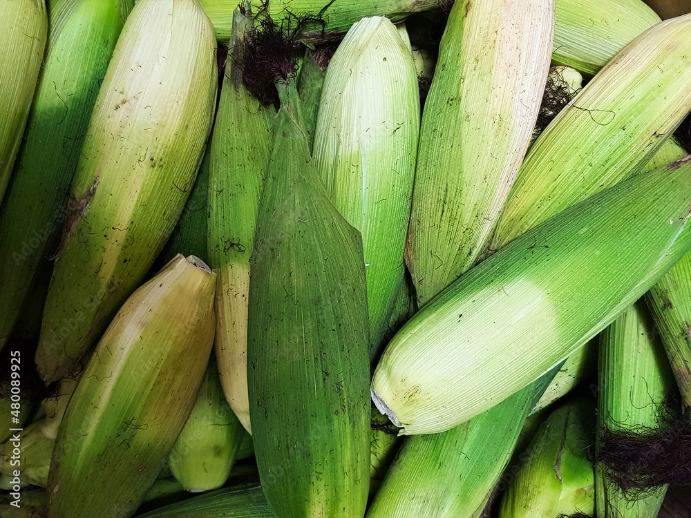 Fresh sweet corns, Gangwondo, South Korea Fresh sweet corns, Gangwondo, South Korea