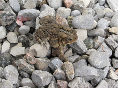 A toad walking across a stony path