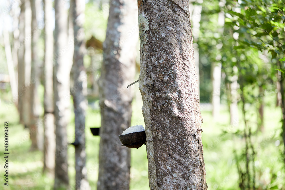 Rubber latex or para rubber flowing from stem tree in garden Rubber latex or para rubber flowing from stem tree in garden