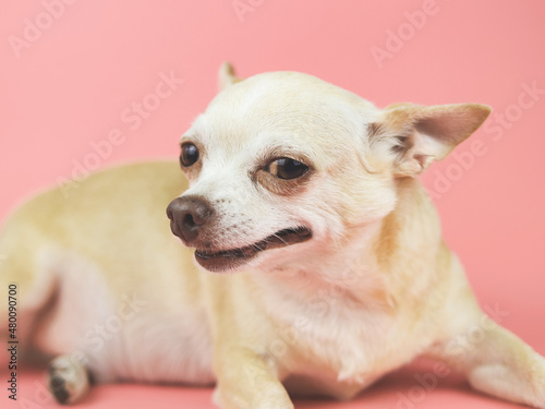  brown short hair Chihuahua dog looking sideway at camera. pink background.
