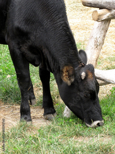 an Angus grazing in the meadow by the fence