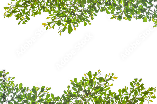 Green leaf branch tree