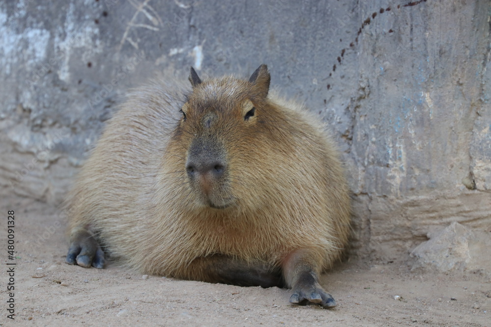 Close up capybara relaxing on the ground Close up capybara relaxing on the ground
