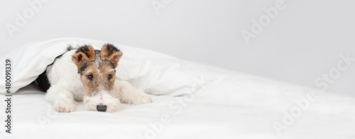 Fox terrier puppy lying under the covers on the bed. Stretched panoramic image for banner