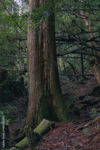  Winter Yaskuhima forest in Kyusyu Japan(World Heritage in Japan) © osero.