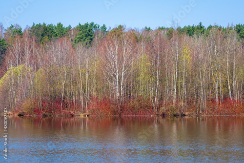 A spring forest in a park near Minsk city in Belarus photo