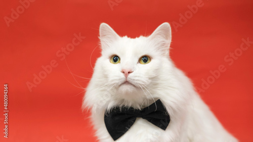 a white fluffy Maine Coon cat, sitting face forward in a black bow tie, on a red background, with a heart. I look towards the camera. The concept of Valentine's Day.